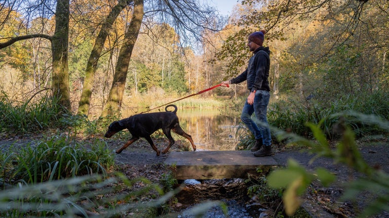 Man in a bobble hat, black jacket and blue jeans walking his Doberman dog on a red lead past one of the ponds at Wallington